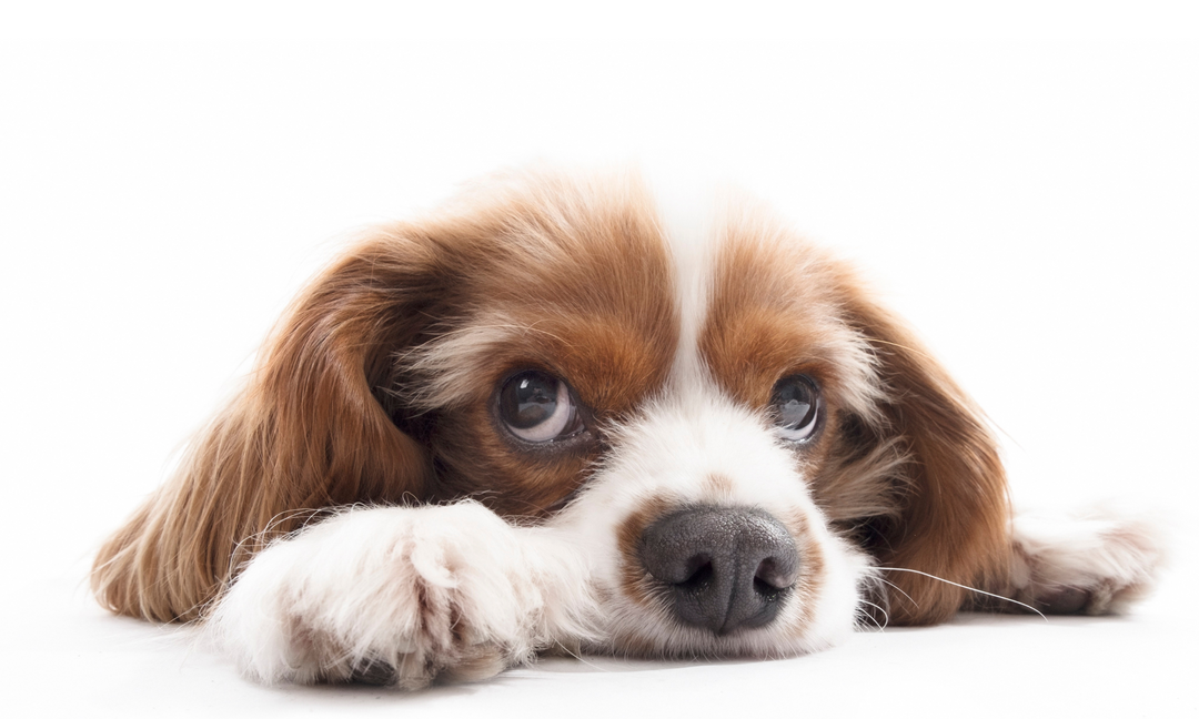 10 Hidden Signs Your Dog Has Anxiety (and What to Do About It)