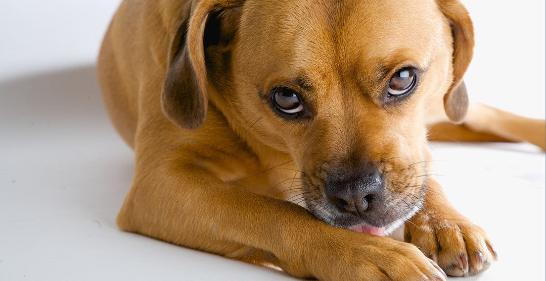 Why Do Some Dogs Constantly Lick Their Paws?