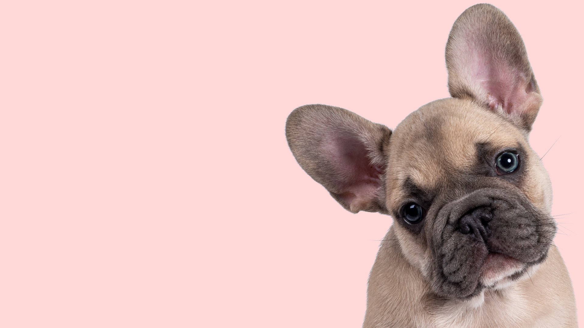 French Bulldog Products