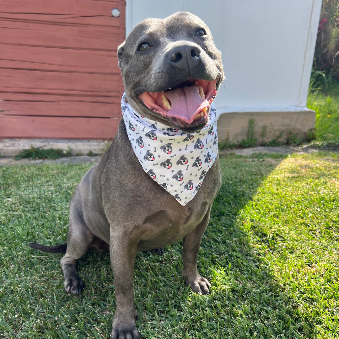 Staffy Health & Play Box